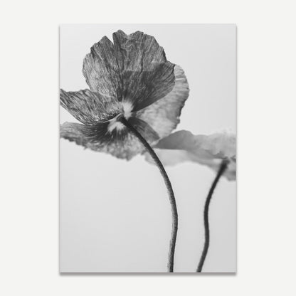 Elegant Black and White Poppies Floral Oil Painting for Modern Home Decor