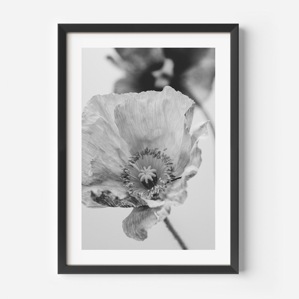 Elegant Black and White Poppy Floral Oil Painting for Home Decor
