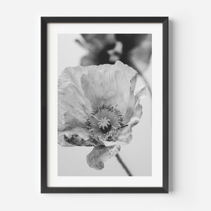 Elegant Black and White Poppy Floral Oil Painting for Home Decor