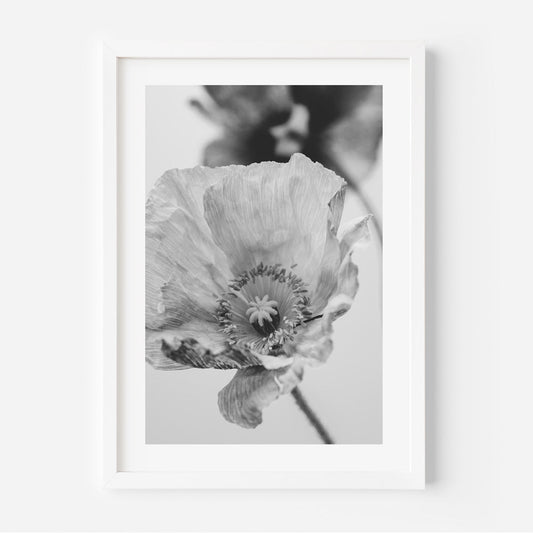 Elegant Black and White Poppy Floral Oil Painting for Home Decor