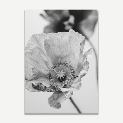 Elegant Black and White Poppy Floral Oil Painting for Home Decor