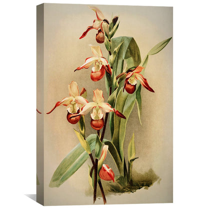 Vibrant Cypripedium Orchid Oil Painting for Floral Art Enthusiasts