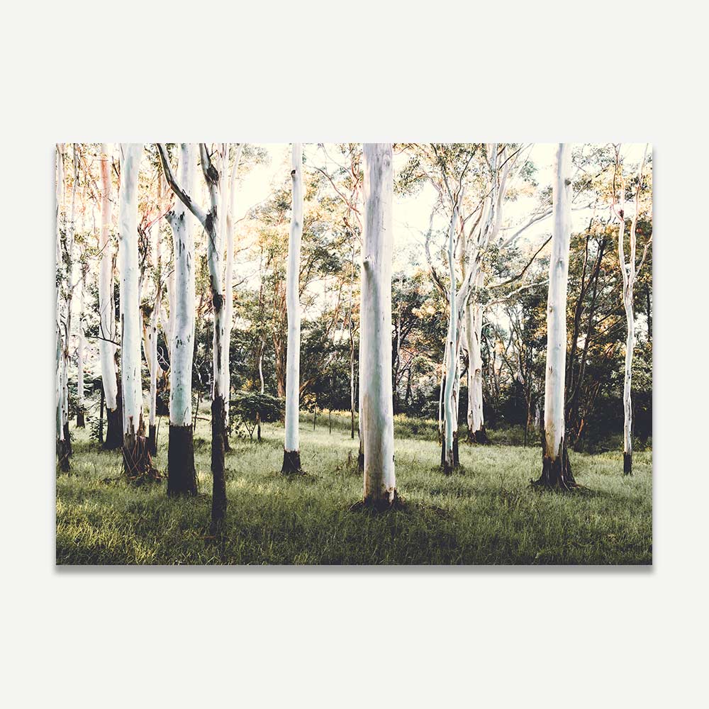 Elegant Pair of Ghost Gums Oil Paintings for Nature Lovers and Art Enthusiasts