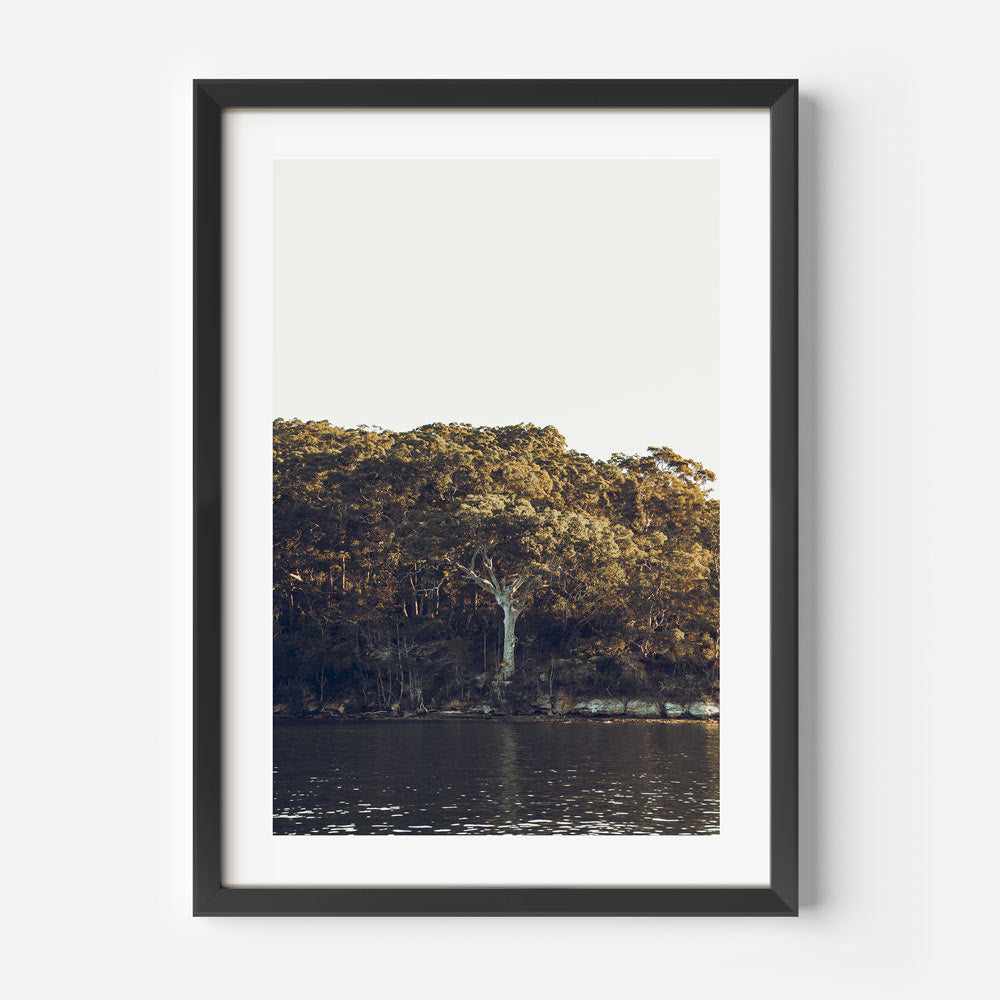 Tranquil Oil Painting of Middle Harbour's Serene Waters and Lush Greenery