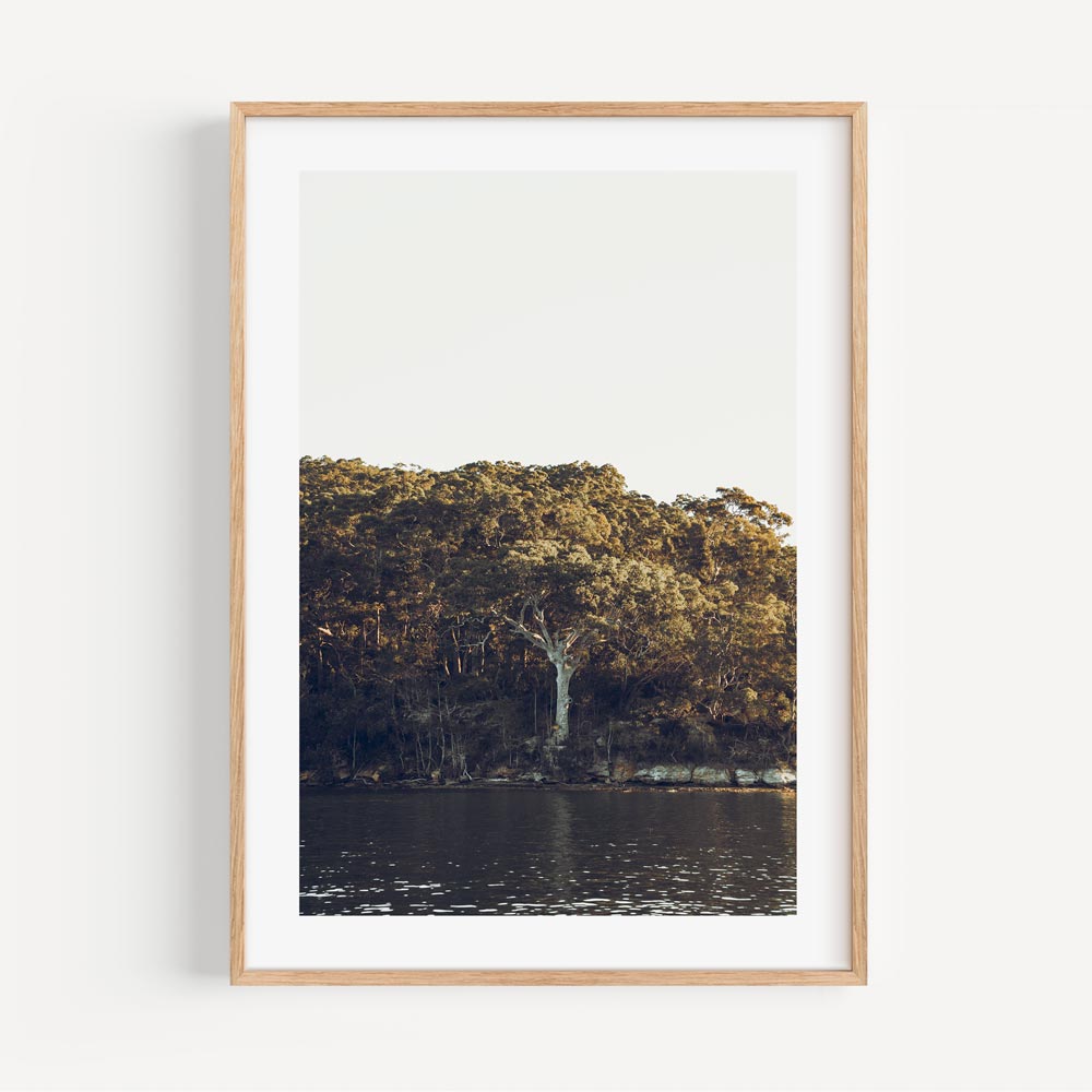 Tranquil Oil Painting of Middle Harbour's Serene Waters and Lush Greenery
