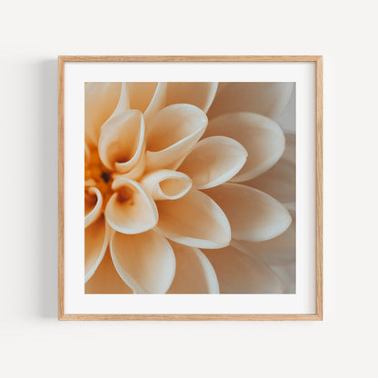 Elegant Peach Dahlia Flower Oil Painting for Home Decor and Art Enthusiasts