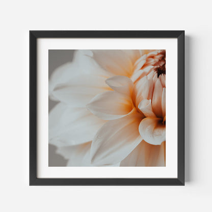 Elegant Peach Dahlia Flower Oil Painting for Home Decor and Art Lovers