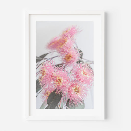 Vibrant Pink Eucalyptus Flowers in Bloom - Modern Botanical Oil Painting