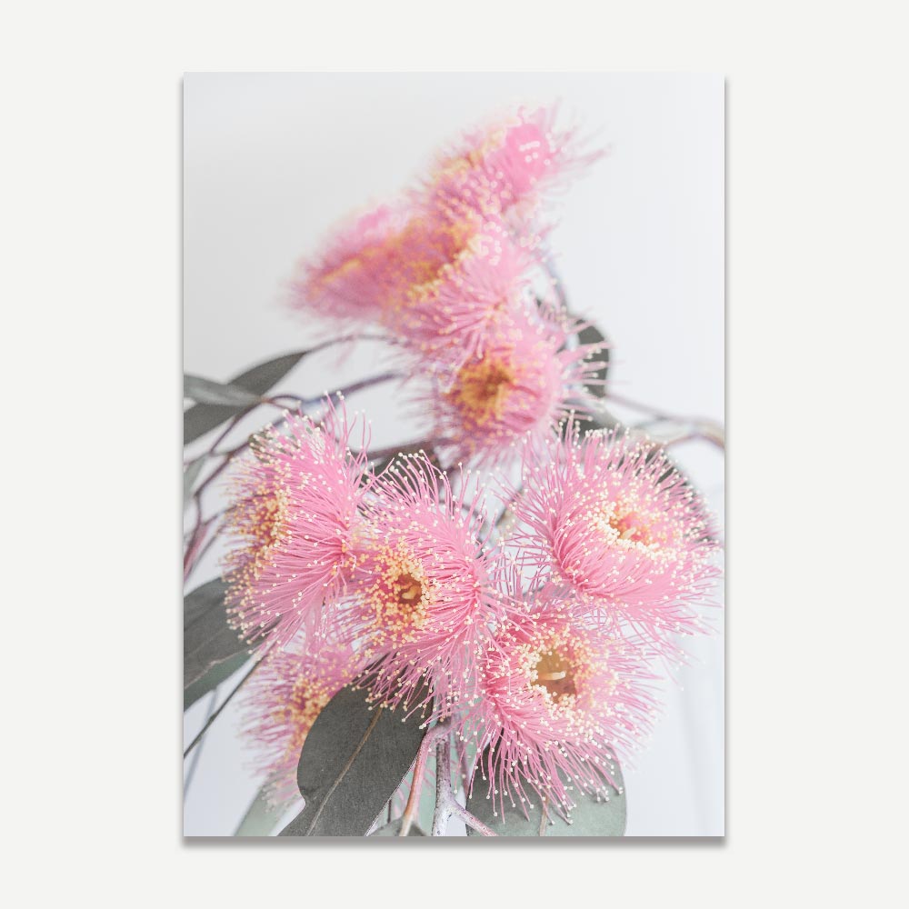 Vibrant Pink Eucalyptus Flowers in Bloom - Modern Botanical Oil Painting