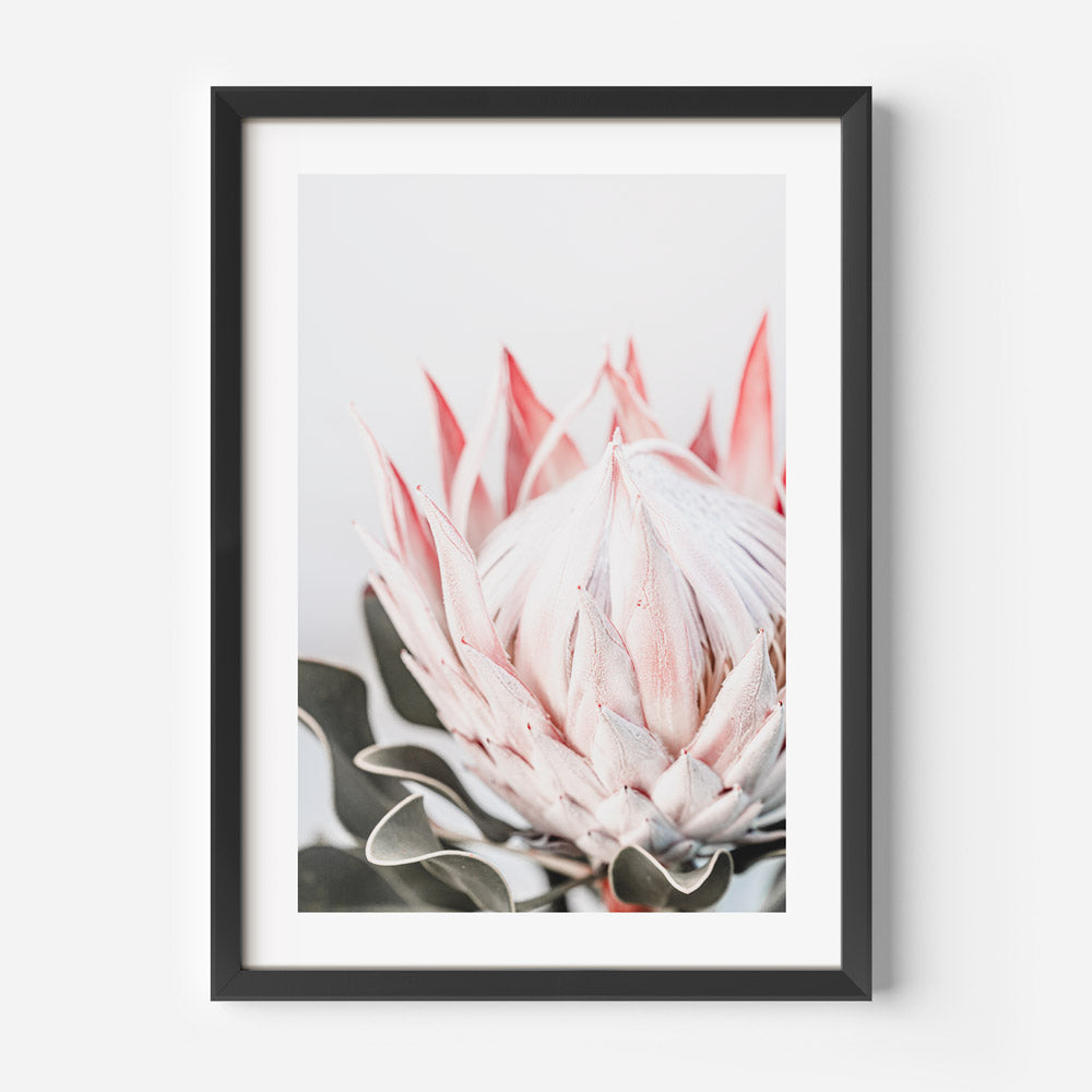 Stunning Queen Protea Oil Painting for Elegant Home Decor and Floral Art Lovers