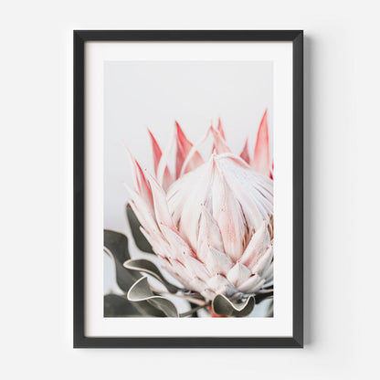 Stunning Queen Protea Oil Painting for Elegant Home Decor and Floral Art Lovers