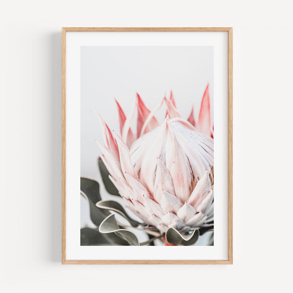 Stunning Queen Protea Oil Painting for Elegant Home Decor and Floral Art Lovers