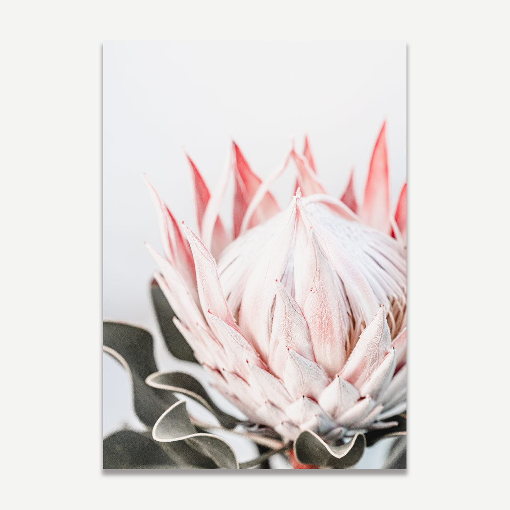 Stunning Queen Protea Oil Painting for Elegant Home Decor and Floral Art Lovers