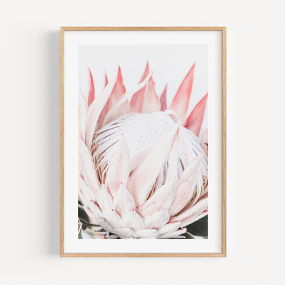 Elegant Queen Protea Oil Painting - Contemporary Floral Artwork for Home Decor