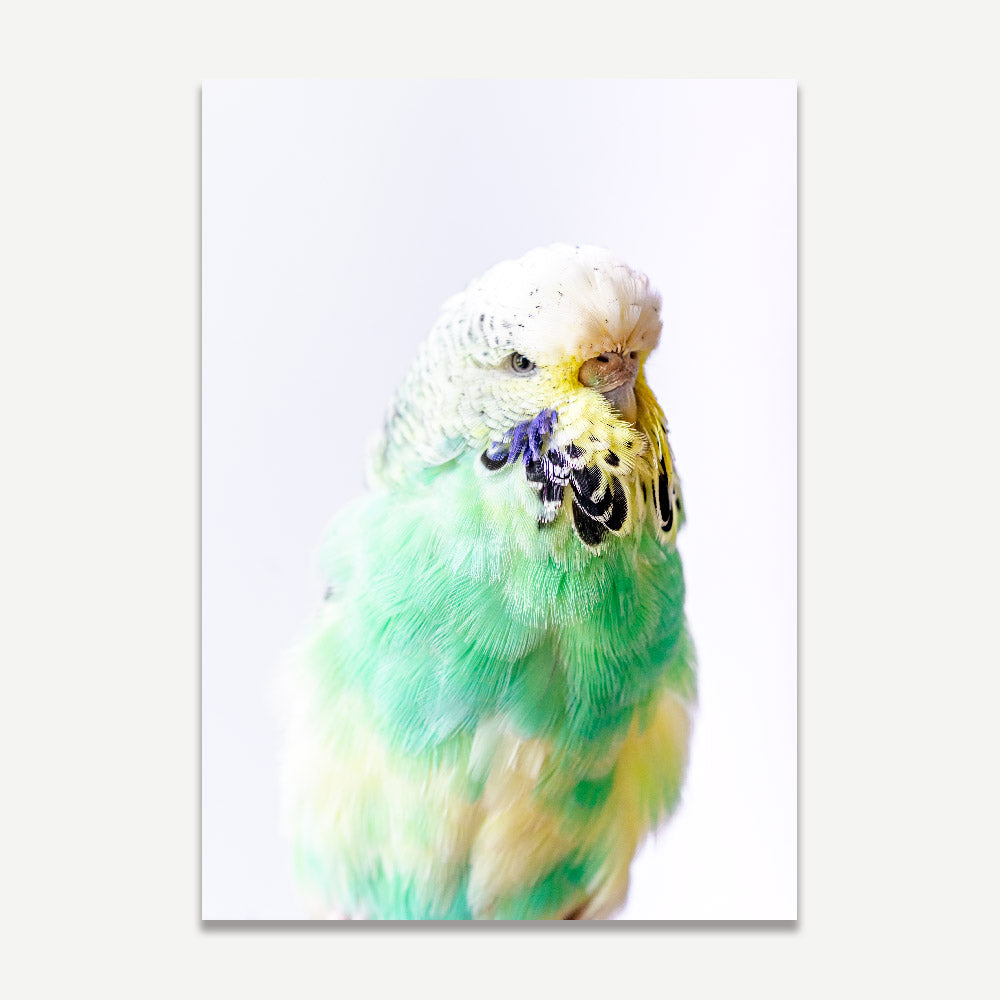 Vibrant Seafoam and Pied Budgerigar Oil Painting Duo for Modern Home Decor