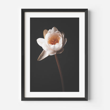 Elegant Water Lily Oil Painting on Black Background for Home Decor