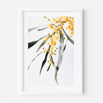 Vibrant Wattle Blossoms in Oil – Bright Yellow Floral Art for Home Decor