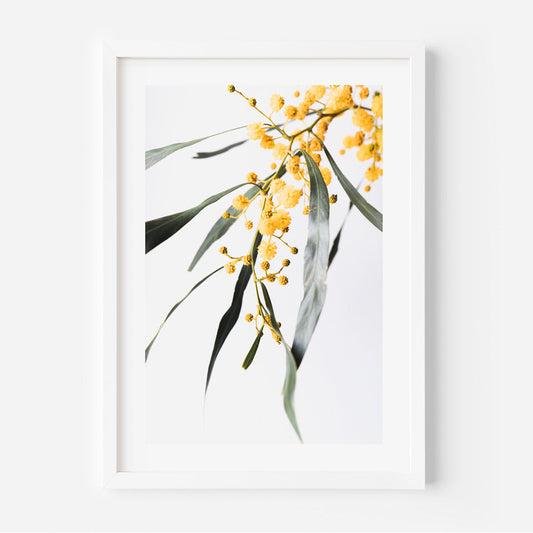Vibrant Wattle Blossoms in Oil – Bright Yellow Floral Art for Home Decor