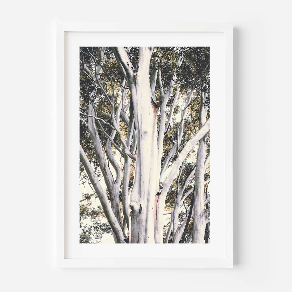 Trio of Scenic Ghost Gums - Serene Nature Oil Paintings for Modern Living Spaces